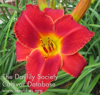 Daylily Acquire the Fire